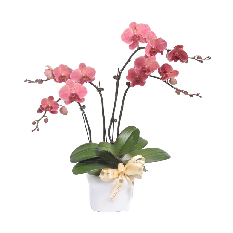 Phalaenopsis at Far East Flora