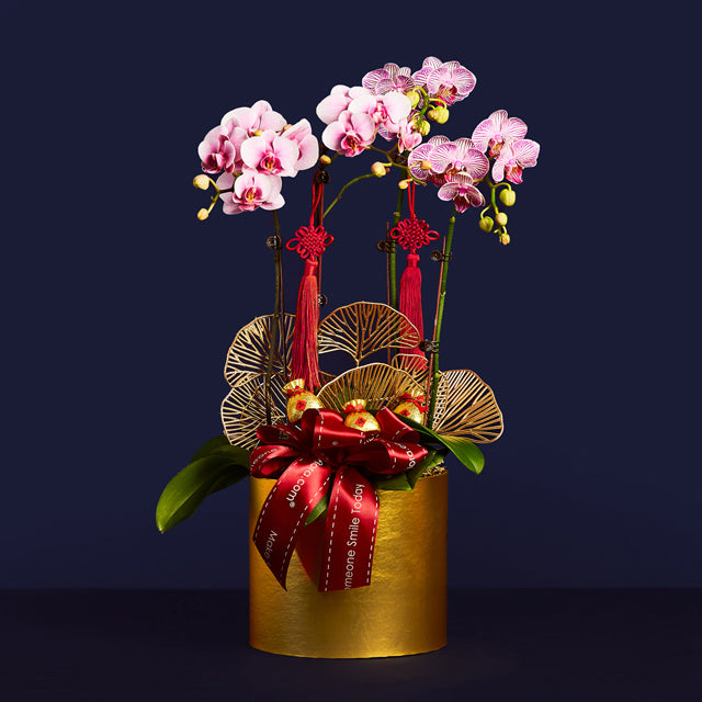 Harmony Of Blooms – Mini Phalaenopsis