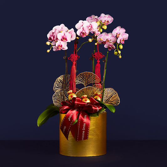 Harmony Of Blooms – Mini Phalaenopsis