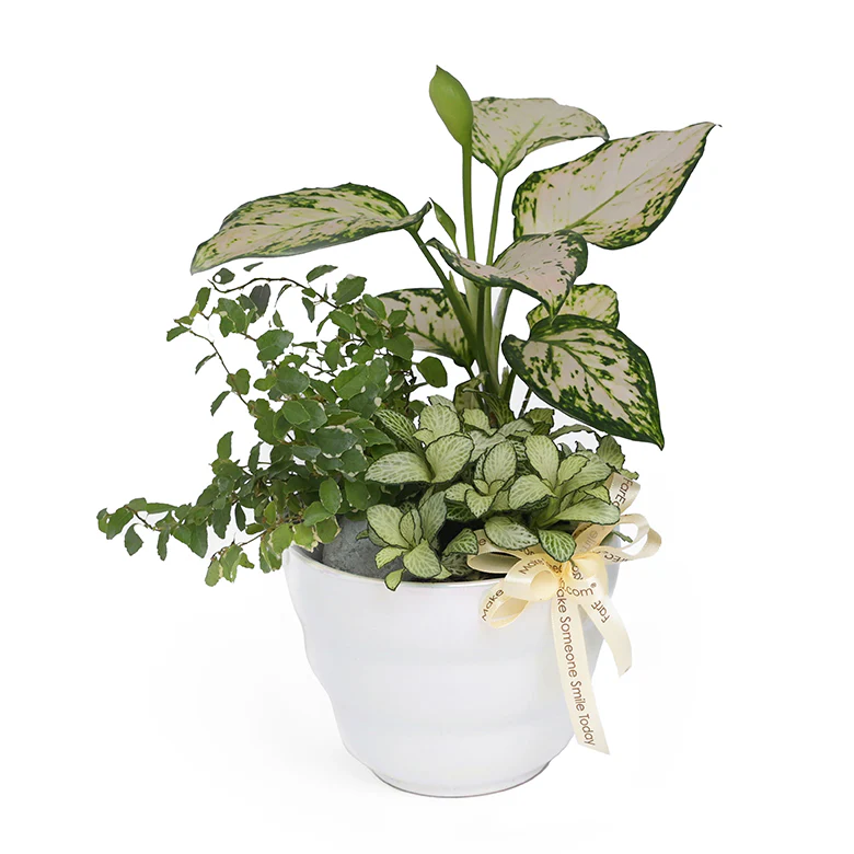 Winterlight Whispers – Table Garden