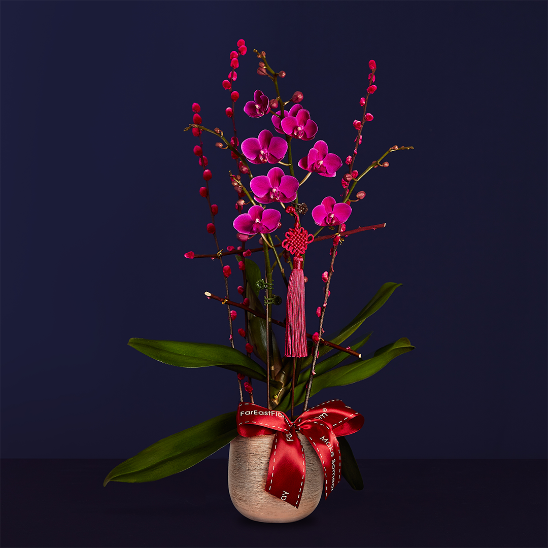 Double Happiness – Phalaenopsis Orhid (1 Stalk)
