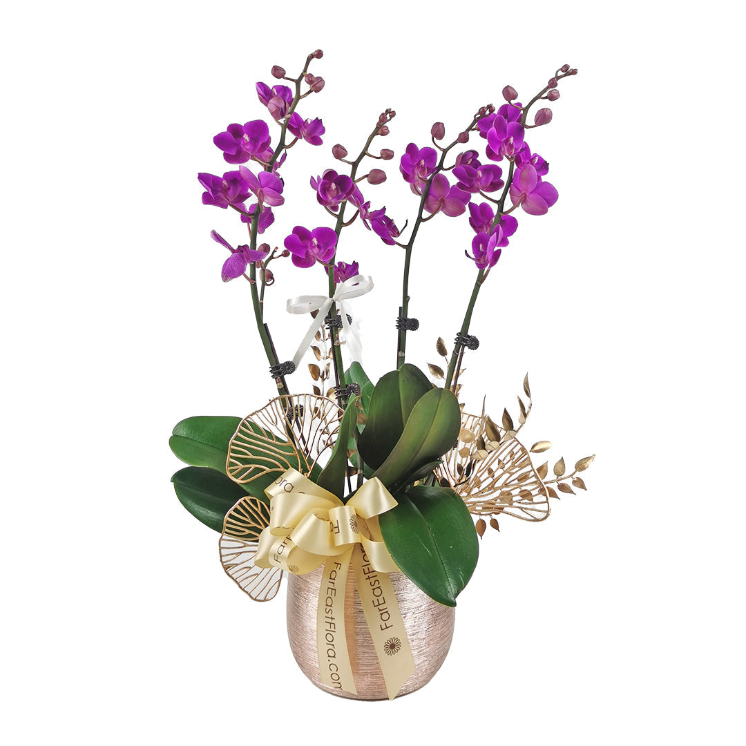 Phalaenopsis Purple - Double Stem