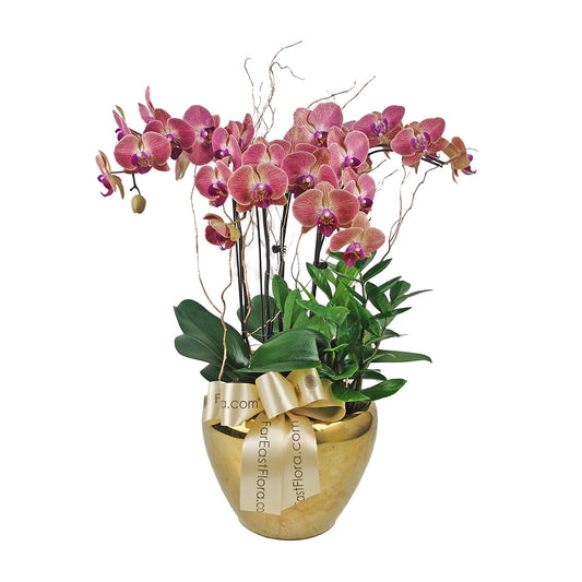 Harmony Orchid Grace