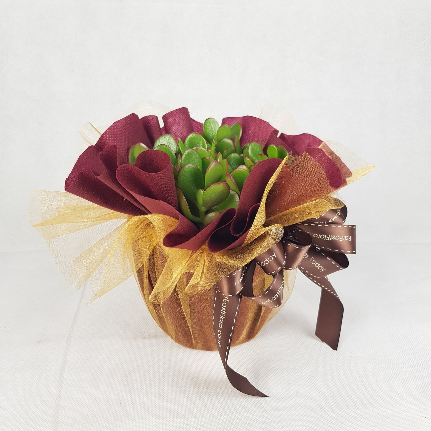 MYLD31 - Crassula Plant Arrangement