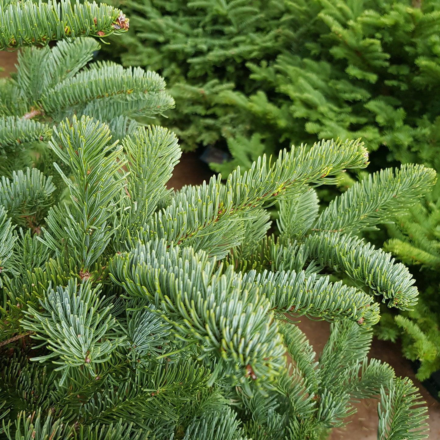 Real Christmas Tree (6/6.5 ft.) - Premium Grade Noble Fir