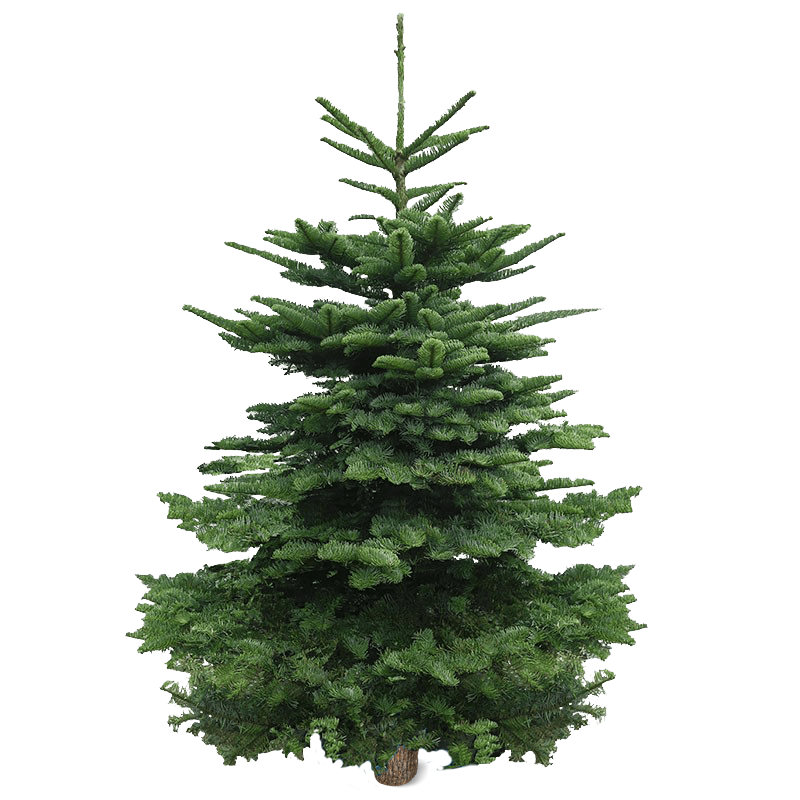 Real Christmas Tree (6/6.5 ft.) - Premium Grade Noble Fir