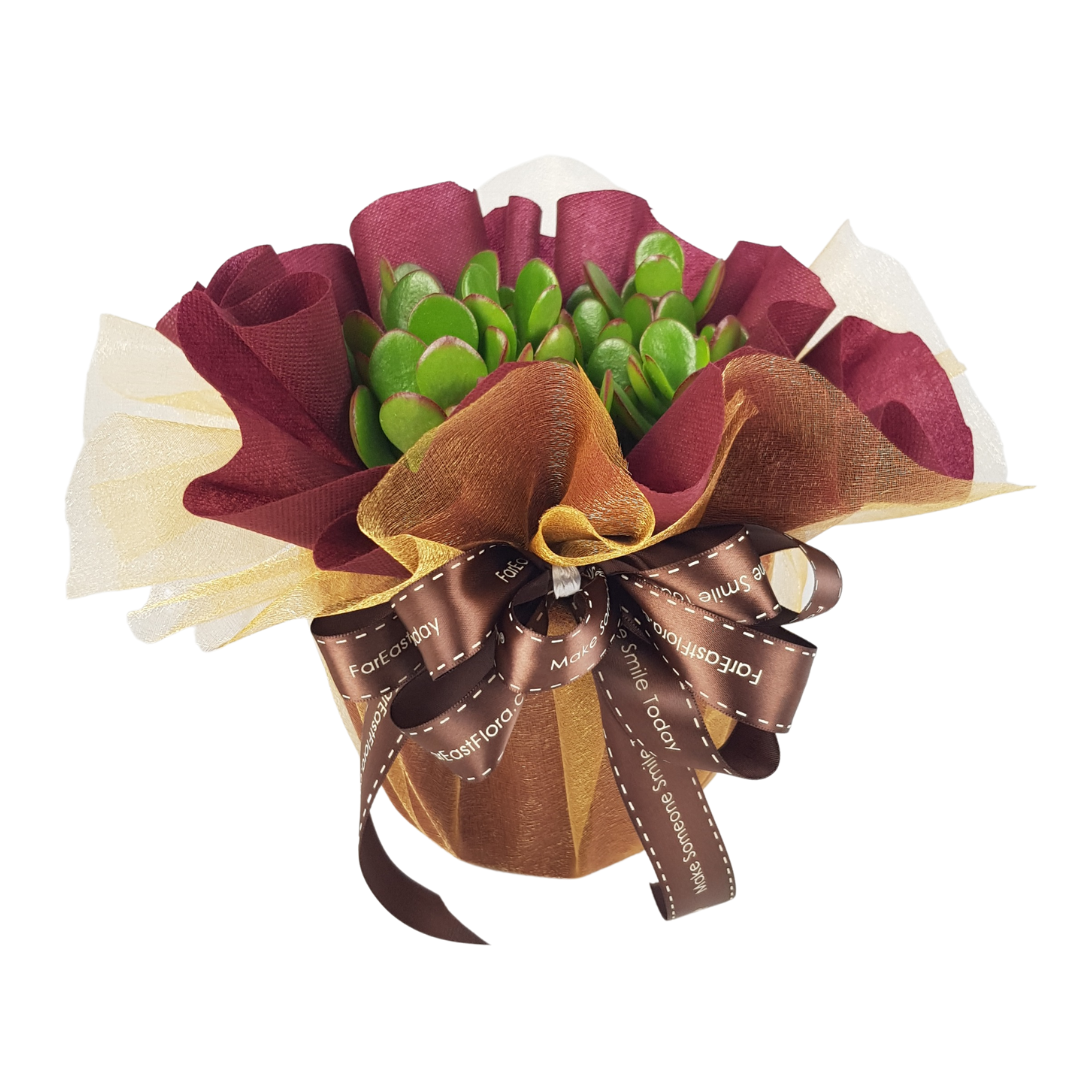 MYLD31 - Crassula Plant Arrangement