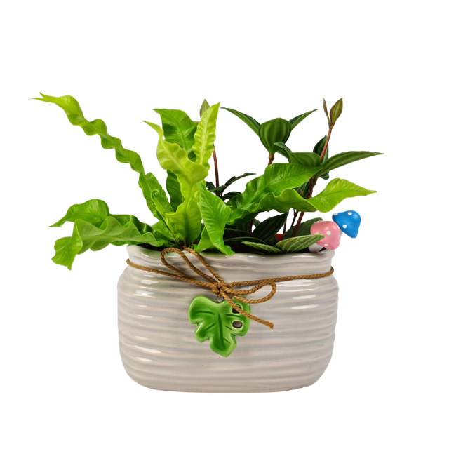 Plant Pot Peperomia & Asplenium | Far East Flora Malaysia