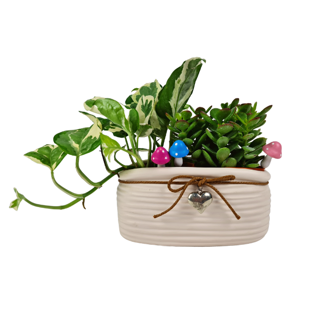 Plant Pot Crassula & Epipremnum | Far East Flora Malaysia