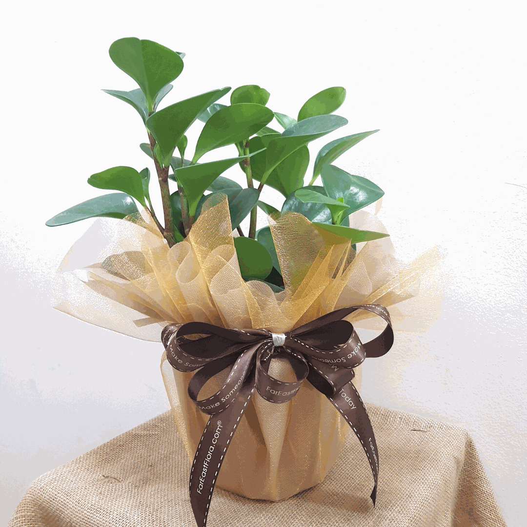 Peperomia Plant Arrangement | Far East Flora Malaysia
