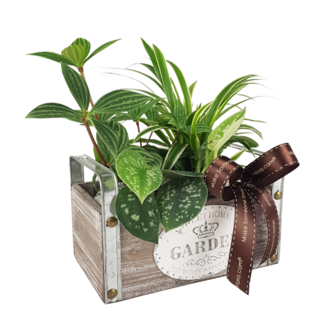Plant Arrangements With Wooden Basket Metal (S) | Far East Flora Malaysia