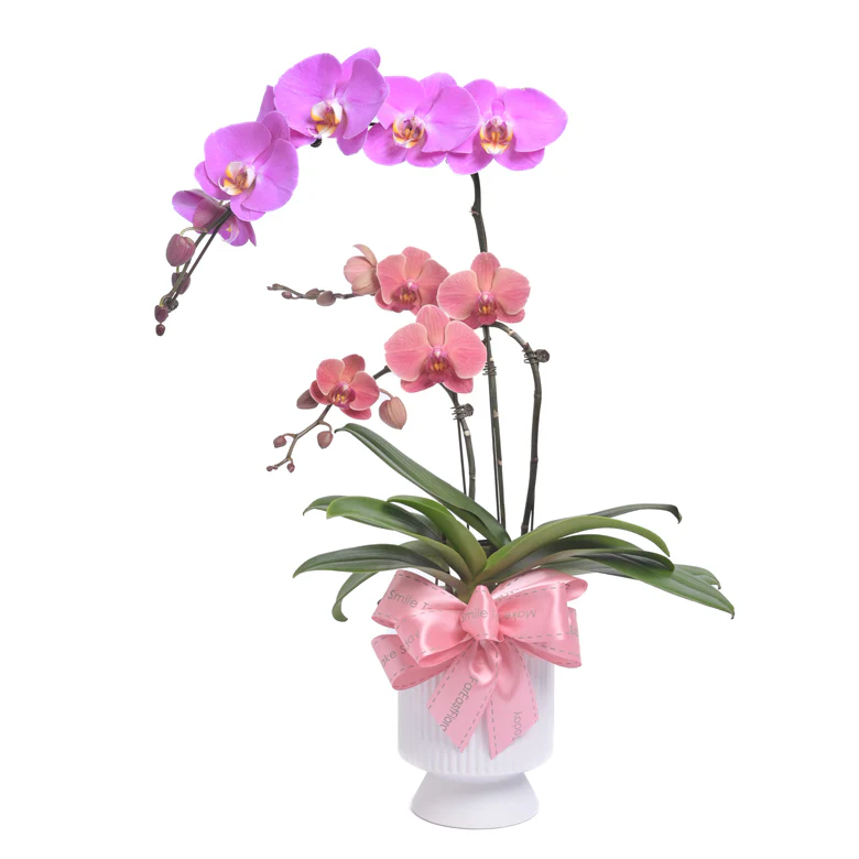 Phalaenopsis at Far East Flora