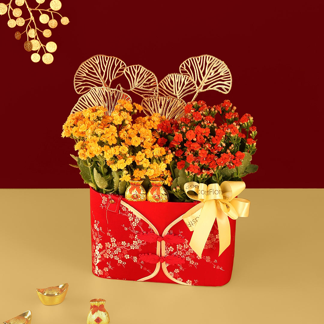 Fortune Bloom Kalanchoe - Table Garden