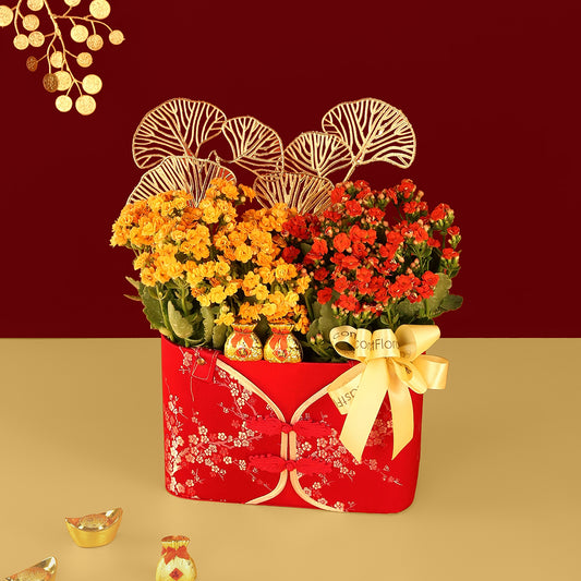 Fortune Bloom Kalanchoe - Table Garden