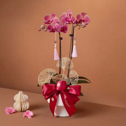 Prosperity Bloom – Phalaenopsis