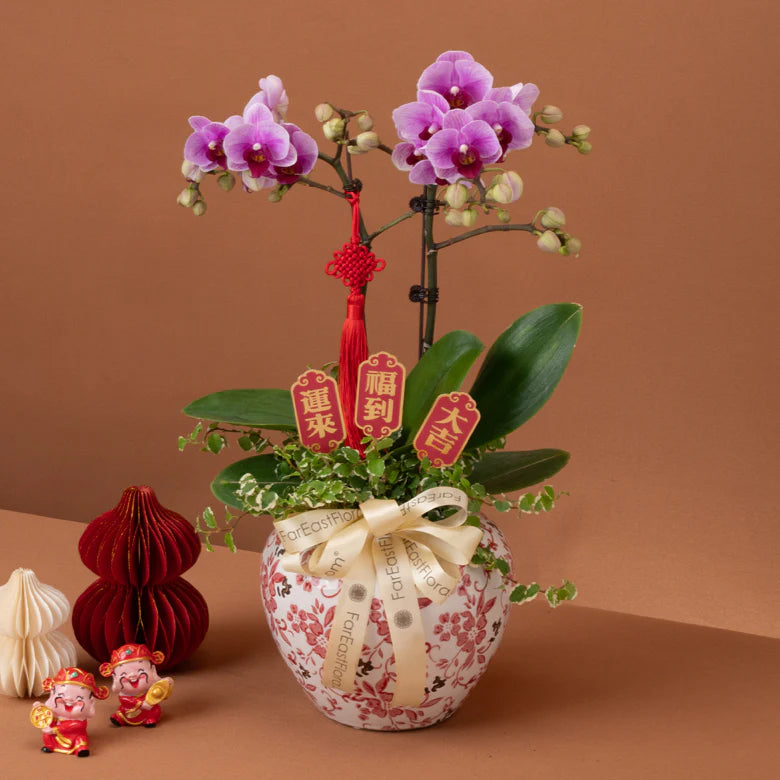 Spring Fortune – Phalaenopsis