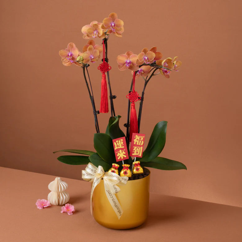 Golden Charm – Phalaenopsis