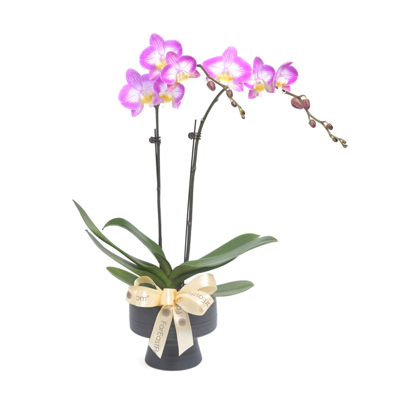 Elegant Duo – Pink-White Mini Phalaenopsis