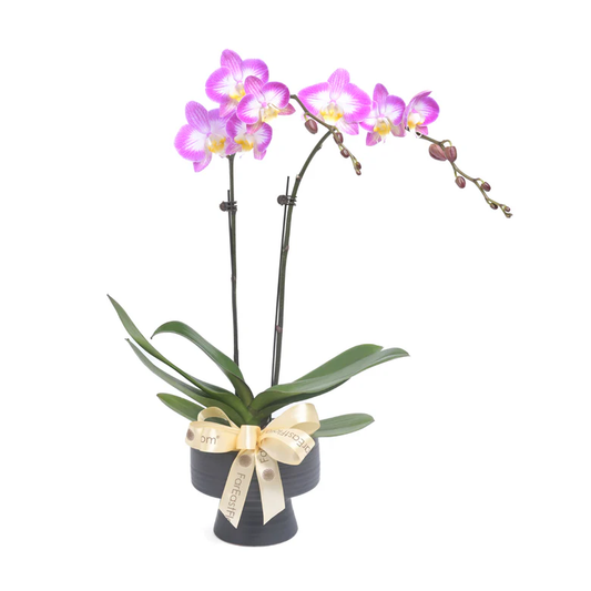 Phalaenopsis at Far East Flora