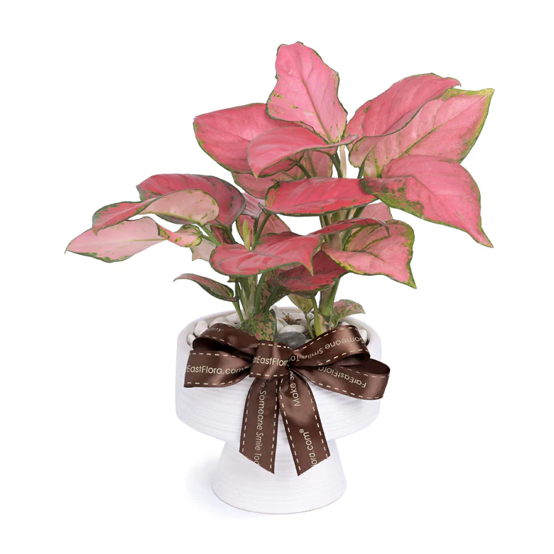 Ivory Grace – Table Garden