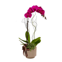 Velvet Reverie purple phalaenopsis orchid in a pink metallic pot with dragon willow
