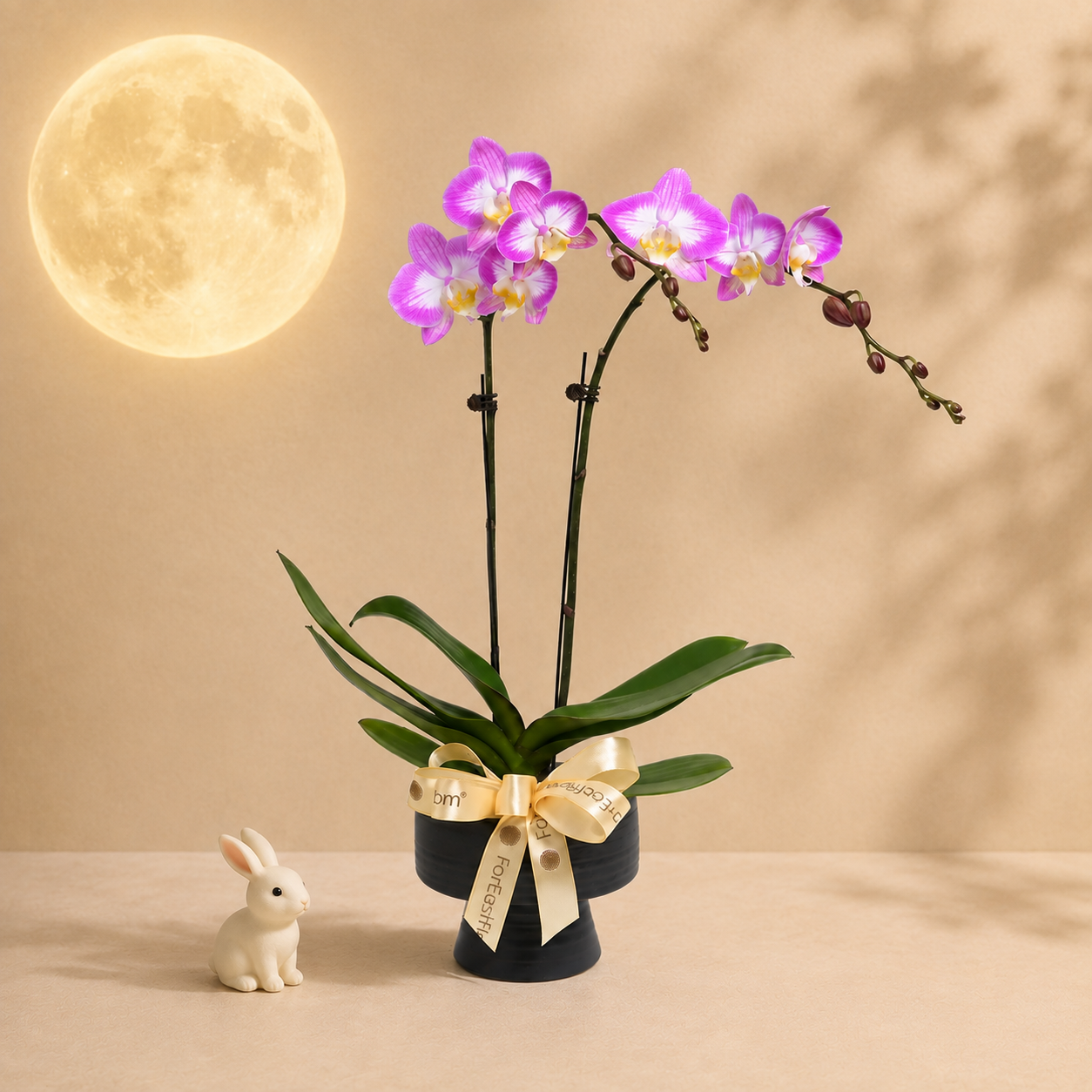 Elegant Duo – Pink-White Mini Phalaenopsis