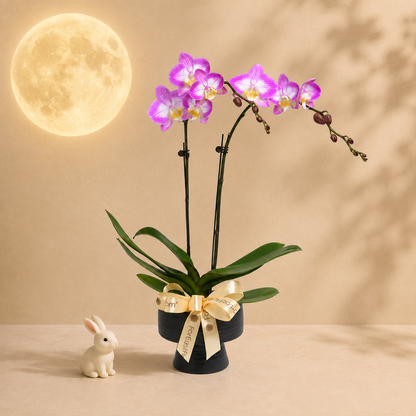 Elegant Duo – Pink-White Mini Phalaenopsis