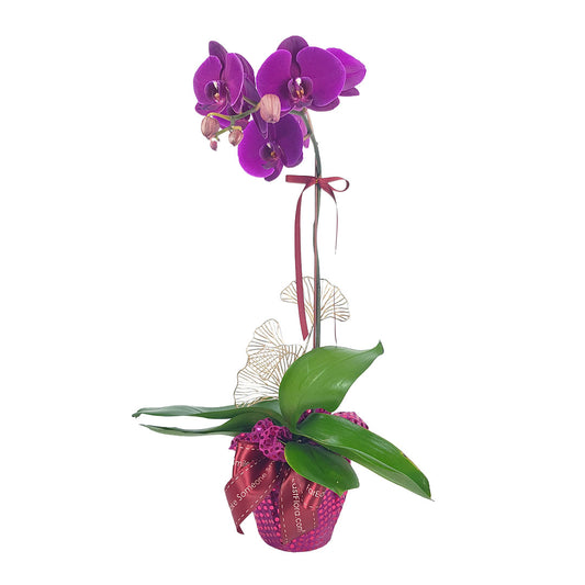 MYPH04 - Phalaenopsis Orchid Purple (1 Stalk)