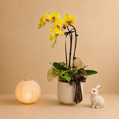 MYPH10 Phalaenopsis - Yellow
