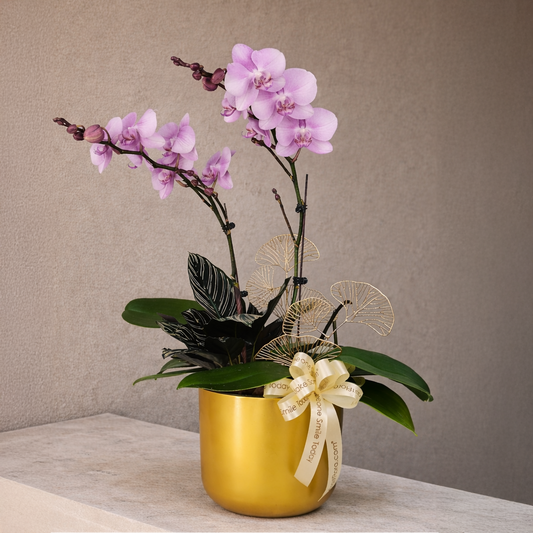 Kenangan Indah - Pink Phalaenopsis