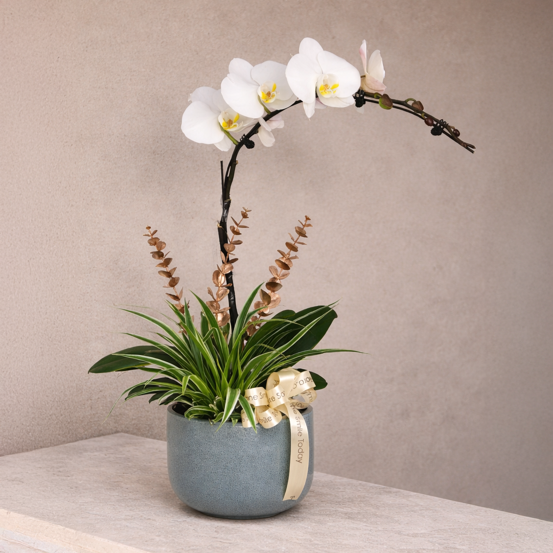 Cahaya Syawal - White Phalaenopsis