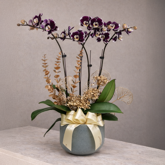 Anggun Puspa - Purple Phalaenopsis