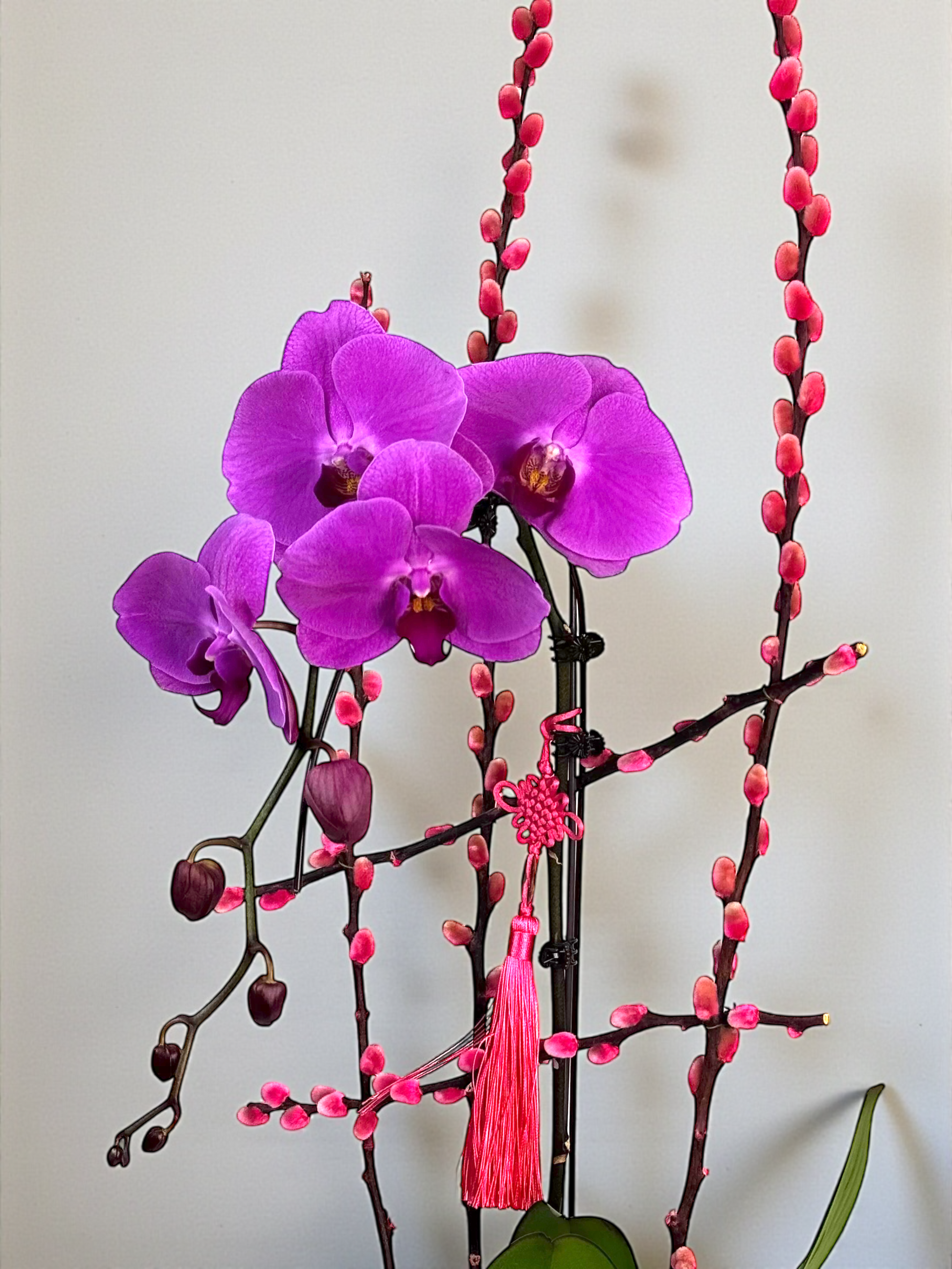 Double Happiness – Phalaenopsis Orhid (1 Stalk)