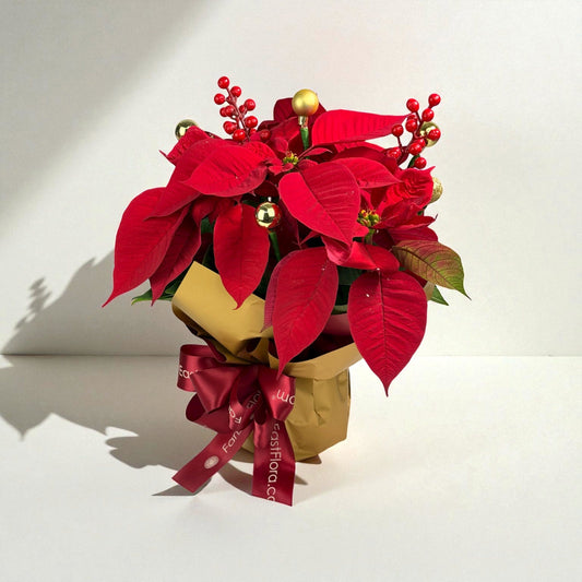 Festive Classic Blooms - Fresh Poinsettia