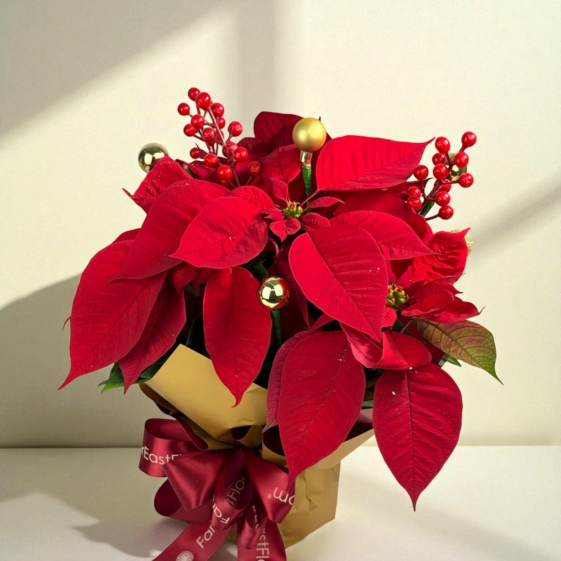 Festive Classic Blooms - Fresh Poinsettia