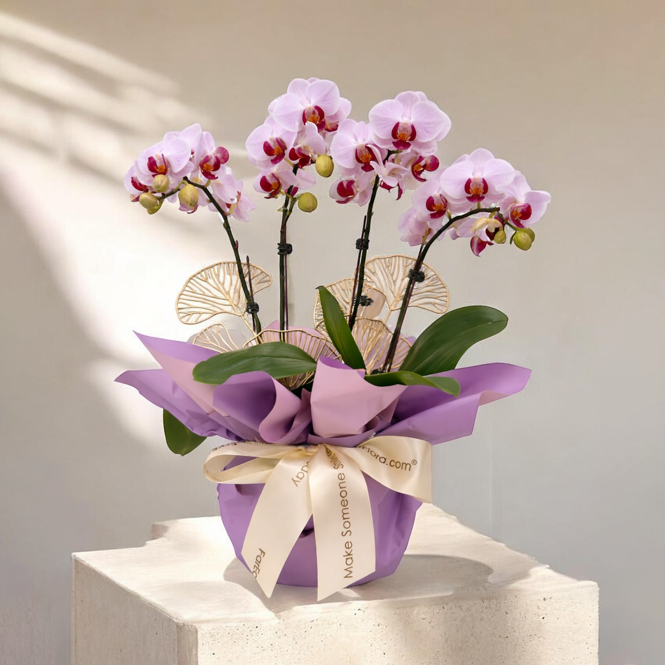 Lestari Indah - Pink Phalaenopsis