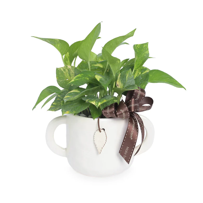 Table Garden at Far East Flora