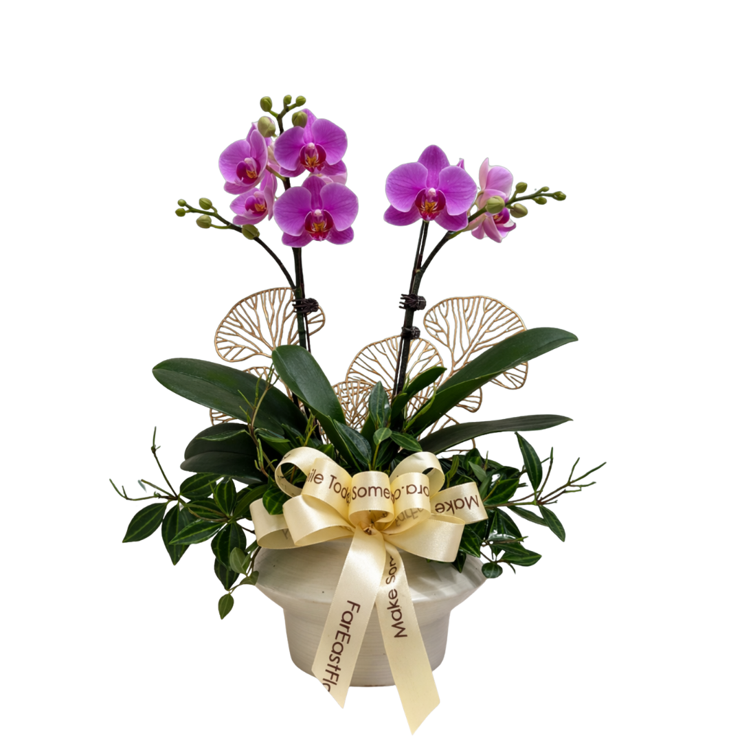 Pesona Raya - Purple Phalaenopsis
