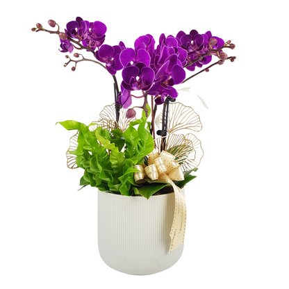 A pot of purple Phalaenopsis Orchid with green foliage in a white container, tied with a golden ribbon.