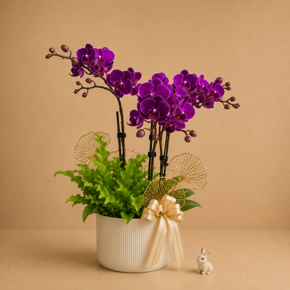 MYPH07 Phalaenopsis Mini