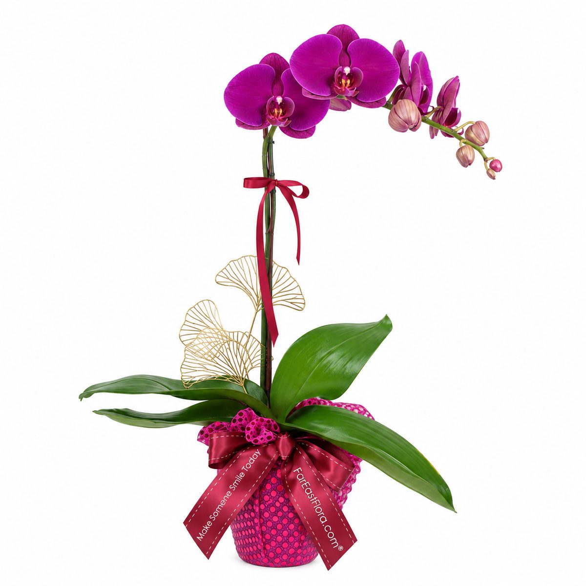 MYPH04 - Phalaenopsis Orchid Purple (1 Stalk)