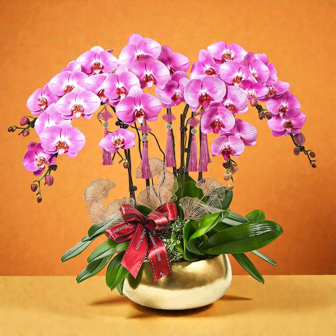 Golden Returns - Pink Phalaenopsis