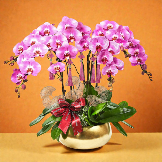 Golden Returns - Pink Phalaenopsis