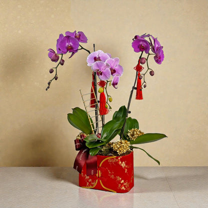 Steps Of Success – Phalaenopsis