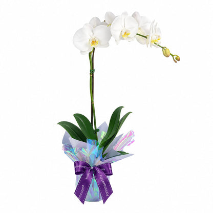 MYPH03 - Phalaenopsis Orchid (1 Stalk)