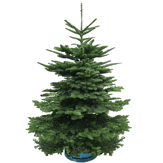 Real Christmas Tree (6/6.5 ft.) - Premium Grade Noble Fir