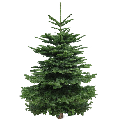 Real Christmas Tree (6/6.5 ft.) - Premium Grade Noble Fir