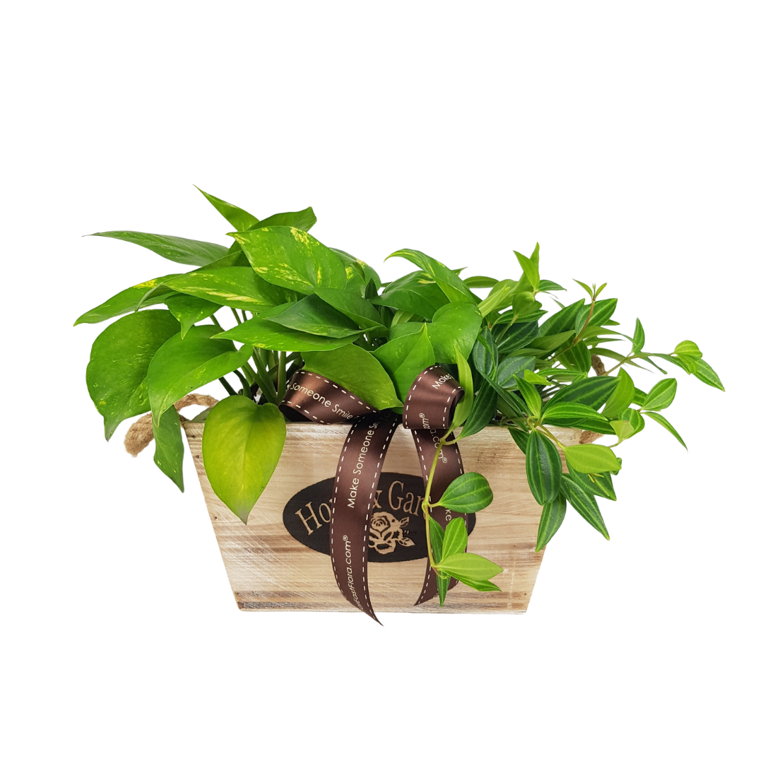 Plant Arrangements With Wooden Basket (M) | Far East Flora Malaysia