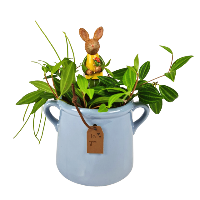 Plant Pot Peperomia | Far East Flora Malaysia