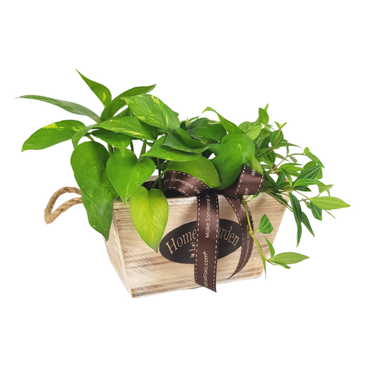 Plant Arrangements With Wooden Basket (M)